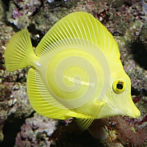 Yellow tang fish