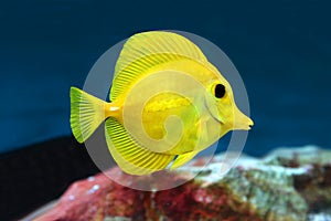 Yellow tang Zebrasoma flavescens saltwater aquarium fish