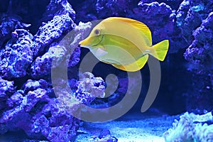 The yellow tang Zebrasoma flavescens. Saltwater fish