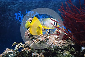 Yellow tang (Zebrasoma flavescens) and sealfin tang (Zebrasoma v