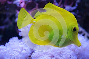 Yellow tang zebrasoma salt water aquarium fish