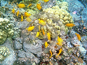 Yellow Tangs in Hawaii island