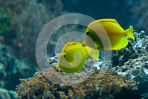 Yellow tangs (Zebrasoma flavescens)