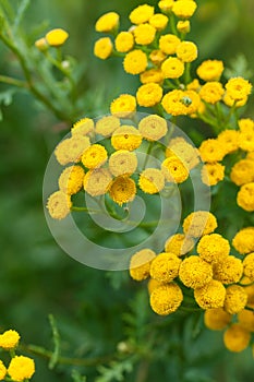 Yellow tansy flowers