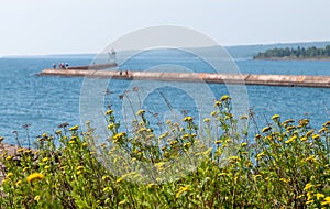 Yellow tansy flowers closeup, with jetty and lake out of focus