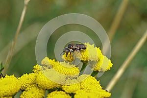 Yellow tansy flowers, a rare black-thighed Epeolus parasitic solitary bee