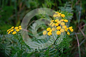 Yellow Tansy herb blossoms