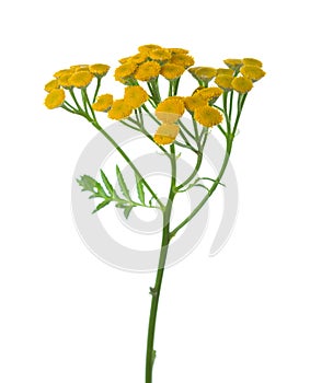 Yellow Tansy Tanacetum vulgare flowers isolated on white photo