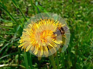 Dente di leone fiore foglie verdi sul chiaro cielo blu 