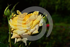 Yellow tea rose hybrid Citrina, Veg 1981, with some buds around flower with dense petals, sunbathing in late july afternoon sunshi