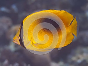 Yellow teardrop butterflyfish