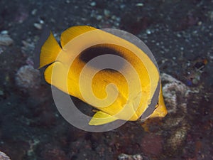 Yellow teardrop butterflyfish