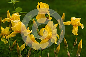 Close-up view of an yellow iris flower on background of flowers and green leaves.