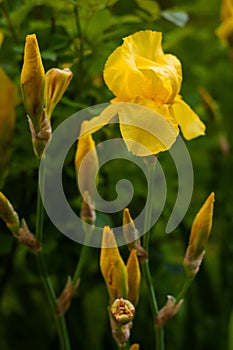 Close-up view of an yellow iris flower on background of flowers and green leaves.