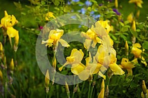 Close-up view of an yellow iris flower on background of flowers and green leaves.