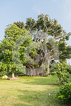 Yellow tent under giant banyan tree. Million dollar point, Espiru Santo, Vanuatu