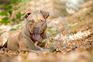 Yellow terrier dog in the autumn