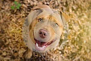 Yellow terrier dog looking at camera