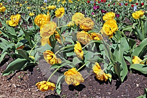 Yellow terry Dutch tulips blossom on a spring flower bed.