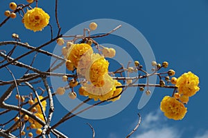 Yellow terry flowers on the branches of an aurea Tabebuia tree