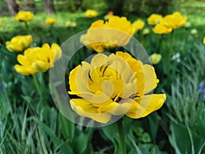 Yellow terry multi-petalled tulip.The festival of tulips on Elagin Island in St. Petersburg