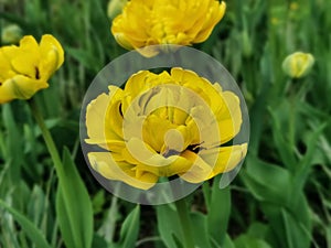Yellow terry multi-petalled tulip. The festival of tulips on Elagin Island in St. Petersburg