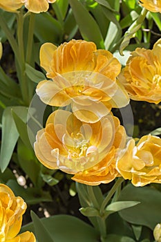 Yellow terry tulips orange warm color. Terry tulip heads close-up vertical photo petals and leaves