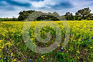 Yellow Texas Wildflowers with Bluebonnets.