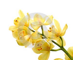 Yellow thai orchids.