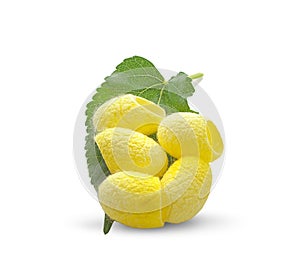 Yellow thai silkworm cocoons pile isolated on white background.