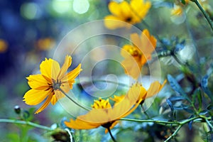 Yellow thickseed flowers