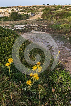 A yellow thistle blooming in the spring by a road