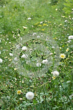 Yellow thistle Sonchus asper grows in nature