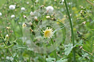 Yellow thistle Sonchus asper grows in nature