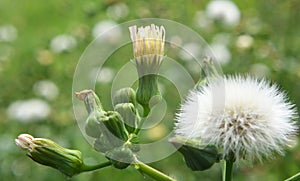 Yellow thistle Sonchus asper grows in nature