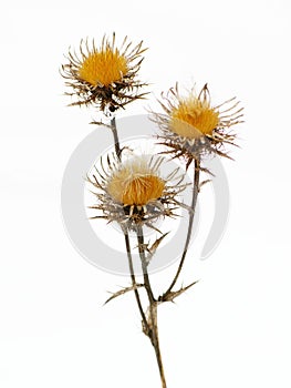 Yellow star-thistle isolated, white background photo