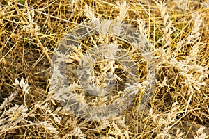 The yellow thorny grasses on the ground