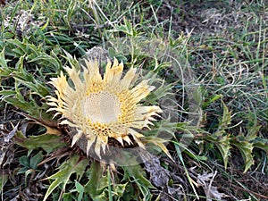 Yellow thorny mountain flower.  It grows in the meadow