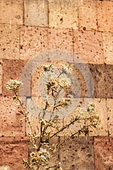 Yellow thorny plant against the background of the wall