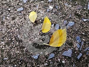 Yellow Three leaves on concret floor