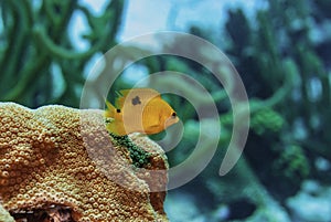 Yellow Threespot Damselfish swimming over coral