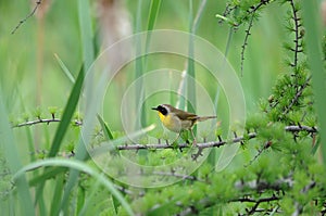 Yellow throat warbler Stock Photos.  Yellow throat warbler  bird profile-view with bokeh background. Picture.  Portrait.  Image