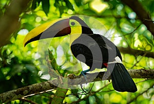 Yellow-throated Black-mandibled Toucan - Ramphastos ambiguus is a large toucan in the family Ramphastidae