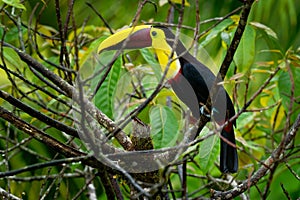 Yellow-throated Black-mandibled Toucan - Ramphastos ambiguus is a large toucan in the family Ramphastidae