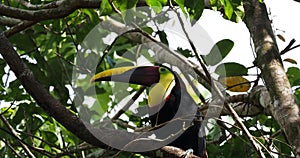 Yellow-throated Black-mandibled Toucan - Ramphastos ambiguus is a large toucan in the family Ramphastidae