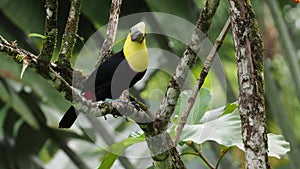 Yellow-throated Black-mandibled Toucan - Ramphastos ambiguus  is a large toucan in the family Ramphastidae