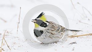 Yellow-throated Bunting