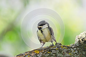 A yellow-throated chick of a great tit has flown out of the nest and is sitting on a branch