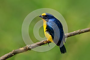 Yellow-throated Euphonia, Euphonia hirundinacea, blue and yellow exotic bird from the Costa rica. Birdwatching in South America. T