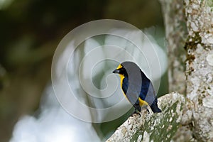 Yellow-throated Euphonia sitting on tree in tropical mountain rain forest in Costa Rica, clear and green background, small songbir